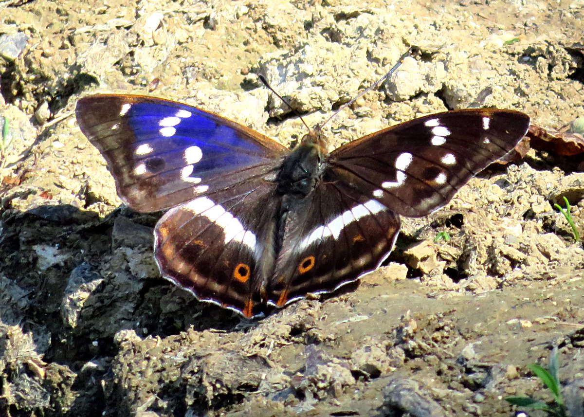 Follows_physics's tweet photo. #Springwatch (1/2) Purple Emperor (Apatura iris) taken with my Canon PowerShot SX730 at the Knepp Estate in Sussex on Saturday 24 June. The purple colour is iridescent so depends on viewing angle, as demonstrated in the photograph of the upper (dorsal) side of the wings. https://t.co/GIWqD2jqzI