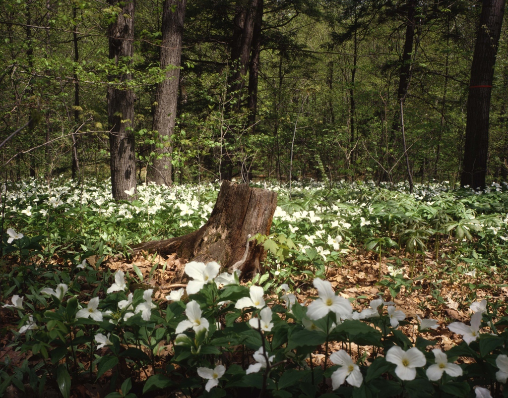 TheCHPF's tweet photo. Recognize these flowers? They're Trilliums, Ontario's provincial flower! Photographed here along the Sawmill Creek Trail in Mississauga, Ontario by George Hunter.⁠
⁠
Check out our website to see a NEW gallery of photos from Sawmill Creek Trail.

#Mississauga #Ontario #trillium https://t.co/Sn3x47HfwG