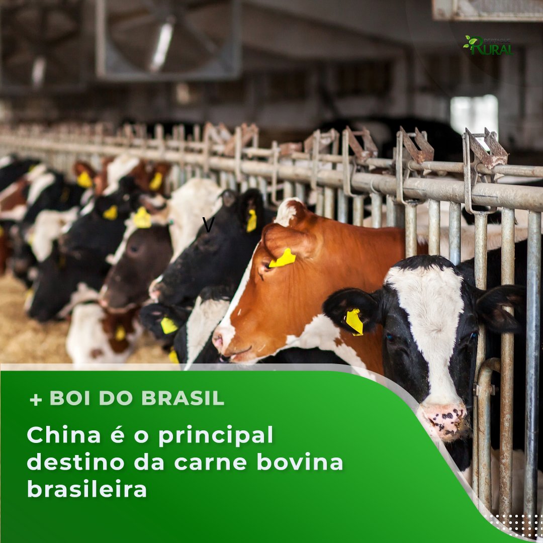 destaquerural's tweet photo. Os principais destinos das exportações da carne brasileira durante este semestre foram a China, Estados Unidos e Hong Kong.

📲Leia pelo link https://t.co/v5iTjWK3Dm

#destaquerural #agronegócio #agro #pecuaria #agropecuaria #produçãoagricola #boi #carnedeboi #bovinos https://t.co/yd44E38lLA
