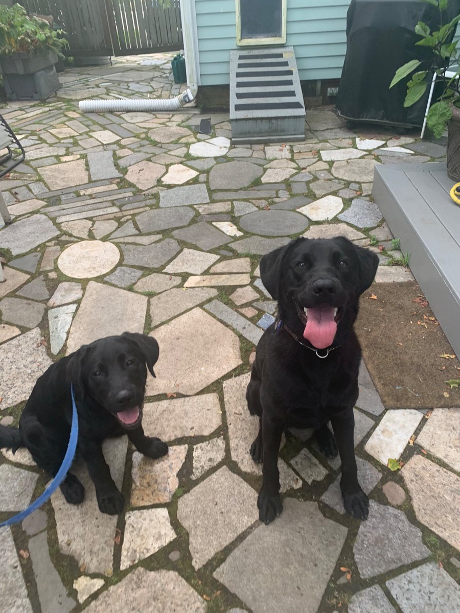 <a href="/Neuco_inc/">Neuco</a> supervisor gave me his cell phone so I can let a visually impaired neighbor know where utility work is and she can plan her walks. <a href="/GuidingEyes/">Guiding Eyes</a> Varsity pup in training  and Working guide Pietro thank you