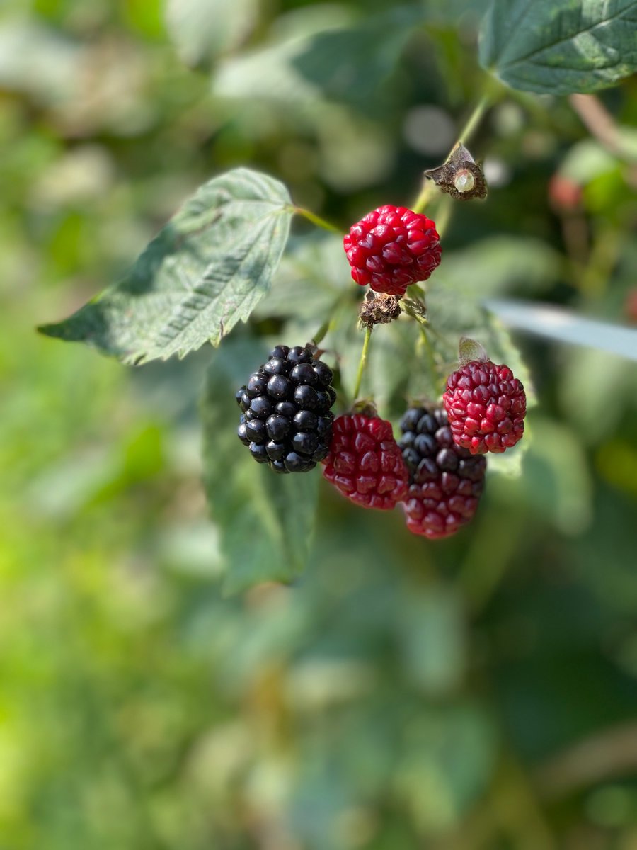 Blackberry season! #summer