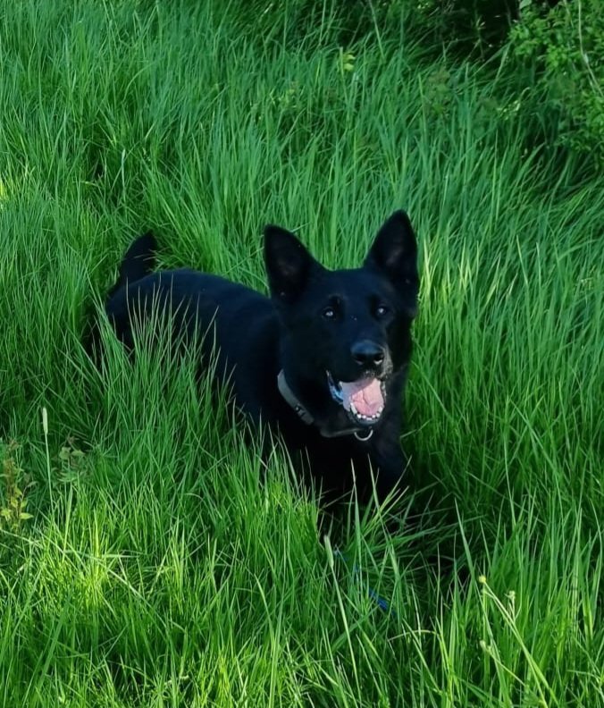 sspoldogsection's tweet photo. PD TSAR had a great night. First off supporting @Hastings_police track and locate a #MISPER. Then assisted officers in @EastbournePol track and locate 4 suspects from a FTS decamp. The group had star burst but that didn't deter TSAR who #roundedthemup #GSD 🐾🐶CH https://t.co/2cgVqC497i