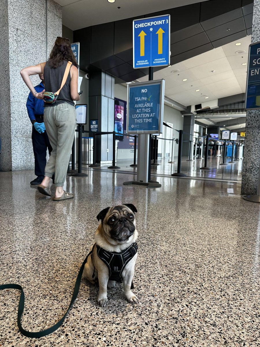 AustinAirport's tweet photo. ‼️ VERY IMPORTANT: The TSA Checkpoint 3 pug is back. https://t.co/w6aItgcDRm
