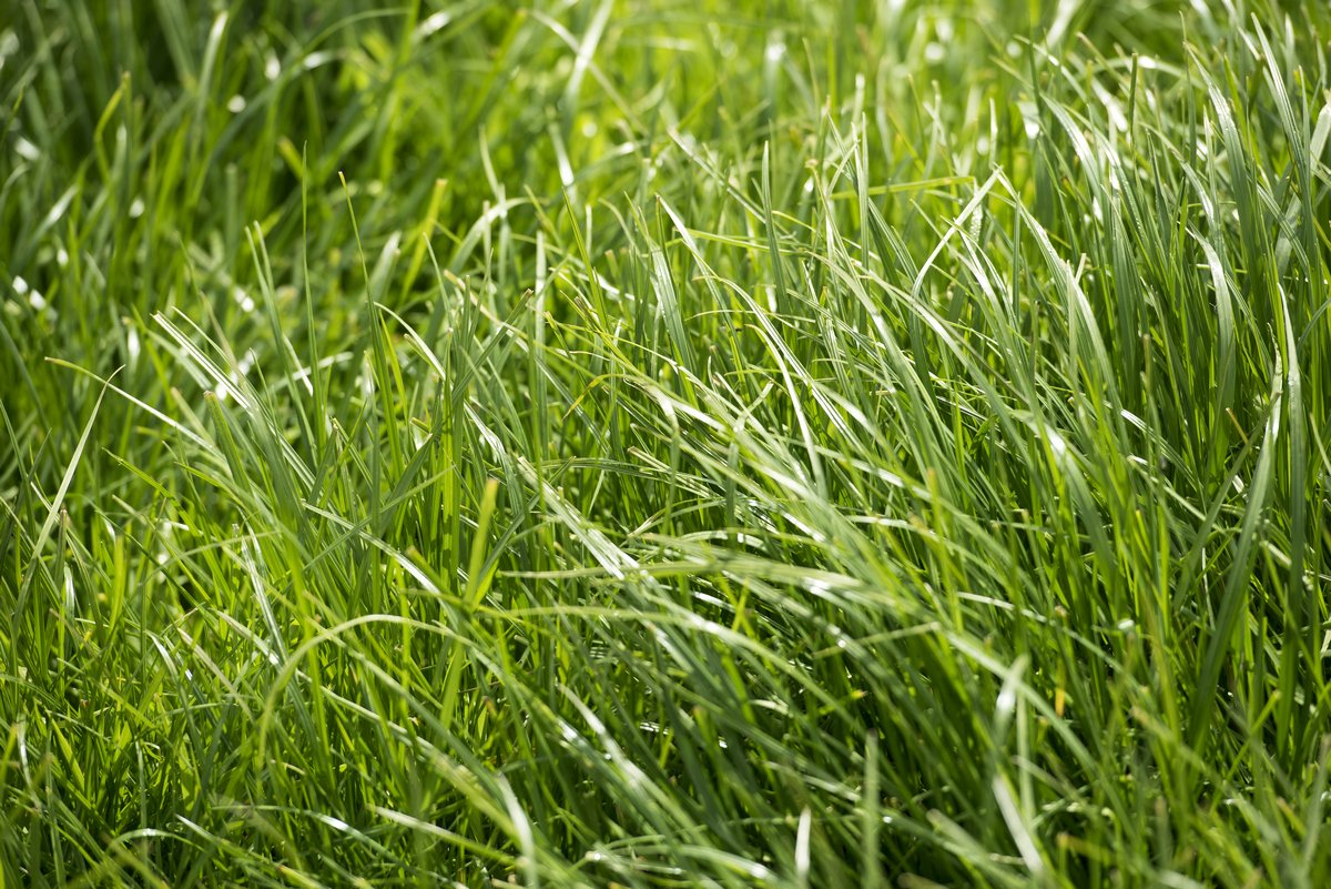 Ideal for intensive grazing, Top 5 Extend drives dry matter intake and increases #animalperformance. With AberChoice and AberGain included as Aber High Sugar Grass varieties, Top 5 Extend produces a highly productive, palatable sward.
Find it here: bit.ly/44WowXP
#grass