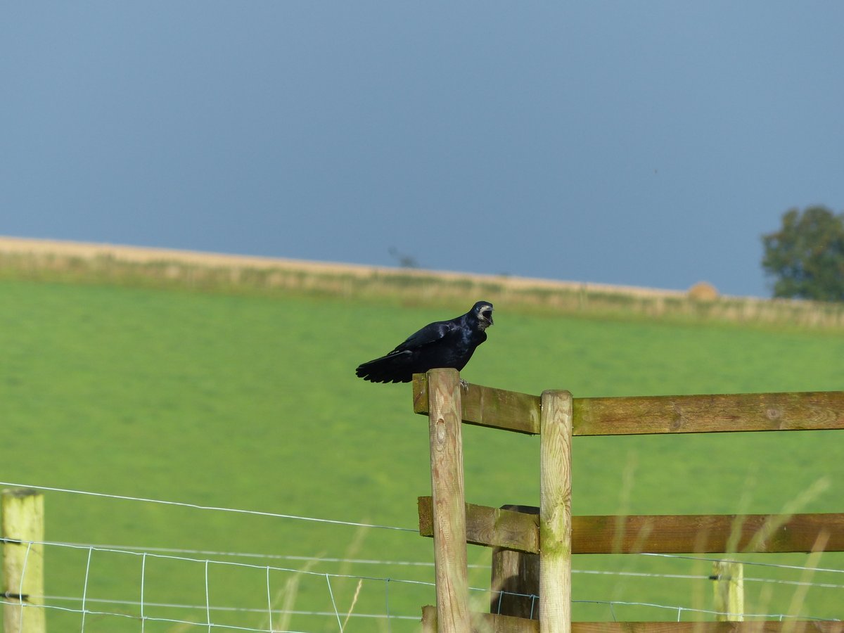 Four seeds in a hole:
One for the rook, one for the crow;
And one to rot, and one to grow.

A rhyme recounted to George Ewart Evans in the 1960s about childhood bean-dibbling at the end of the 19th century.