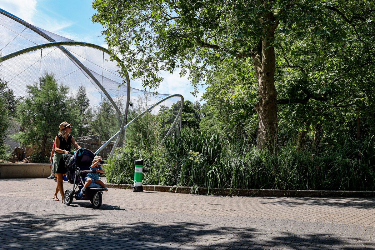 💧In ons fieldlab @RotterdamZoo wordt #regenwater gezuiverd door het biofiltersysteem van #FieldFactors, zodat het hergebruikt kan worden voor dieren en planten. Hierdoor bespaard de dierentuin jaarijks 9000m3 kraanwater. Lees hier meer: vpdelta.tudelftcampus.nl/nieuwe-klimaat…