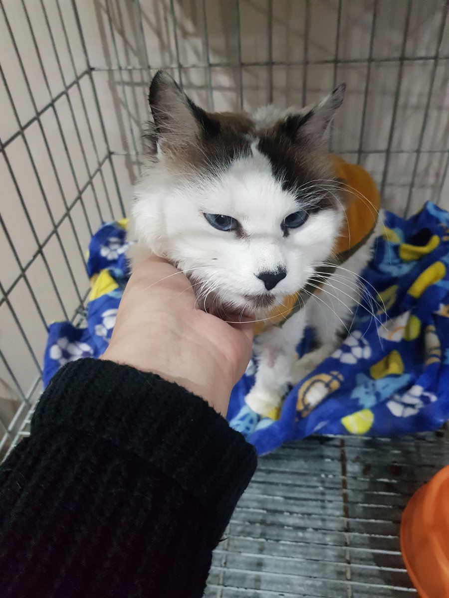 pawtitaz23's tweet photo. Milo está mucho mejor, lo más probable es que hoy le den en alta para continuar su tratamiento en casa. 
Hasta ayer los gastos de la vete pasaron los 2mm. Todo todo voy a ir compartiendo acá y en las cuentas de instagram 
https://t.co/4PoBD7j1zP
https://t.co/0Wfs4Mce9O https://t.co/LtDgIqN4f8