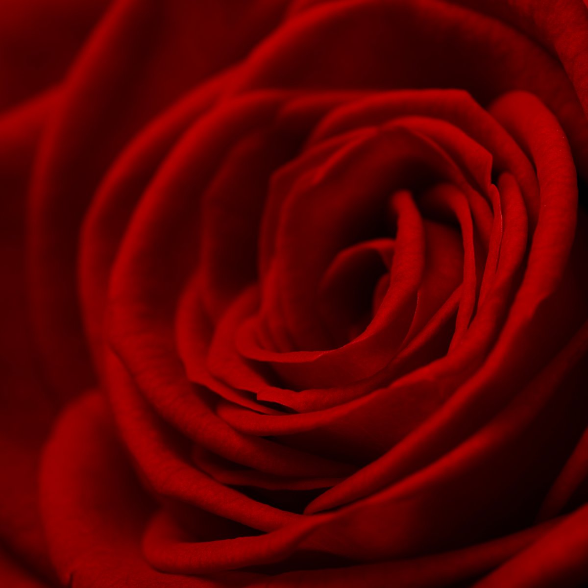 Flower photo of the day. Red rose.

#macro #macro_nature_spirit #macro_freaks #macro_captures_ #bloemenfotografie #raw_macro #macro_world #greatmacro #flowersandmacro #macroexperience #floralmood_upclose #macrophotography #macro_mextures #macro_x #photomator #roses