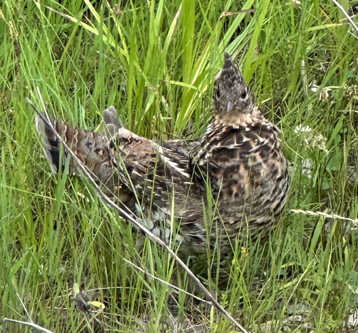 IF LOOKS COULD KILL
So, this is why they call 'em "grouse."
Ruffed grouse are ferociously protective of their babies, called cheepers. This mom charged me today a second after this warning glare. Manfully, I dodged her and ran for my life.
#manitoulinisland