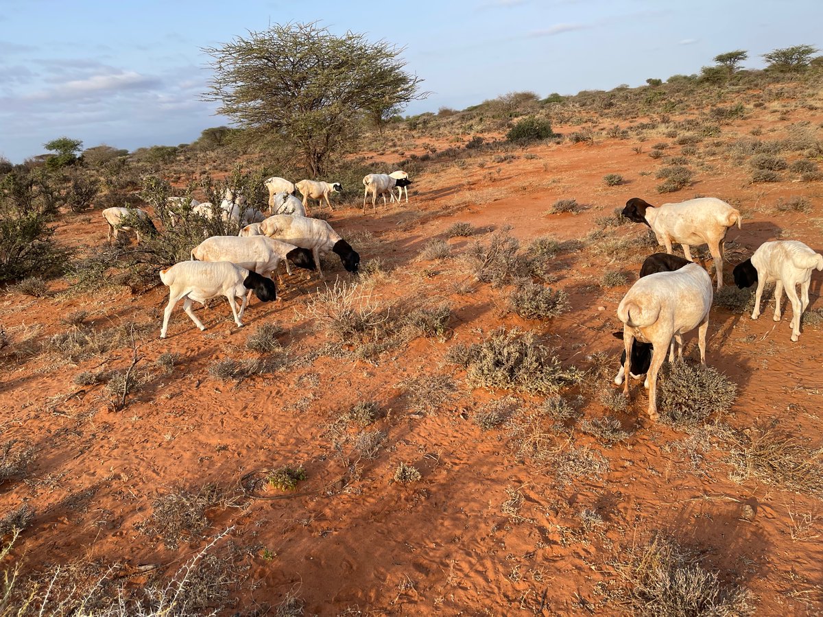 ZahraNomadic's tweet photo. The #Lifestock we looked after and the ghee we made from milking them!  #Nomads #Somaliland https://t.co/n7s2t8XBv2