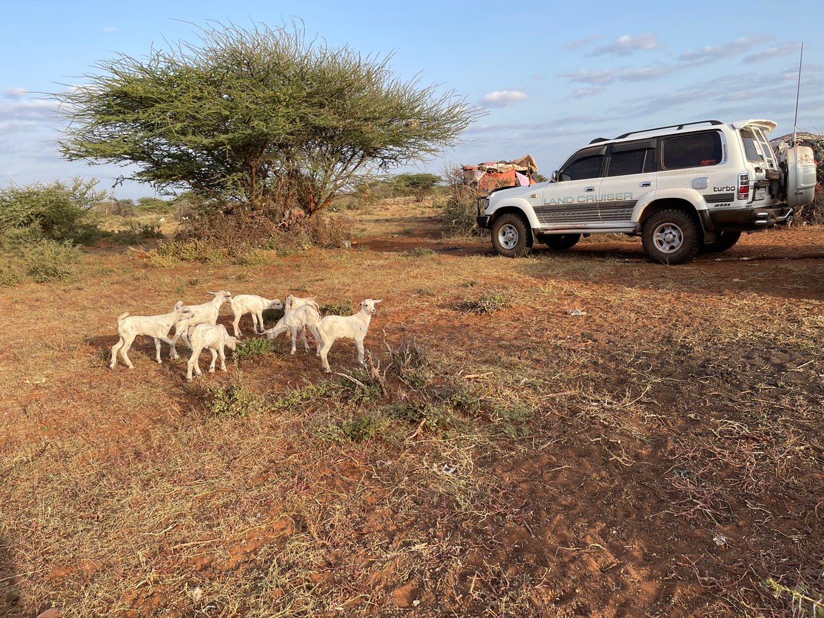 ZahraNomadic's tweet photo. The #Lifestock we looked after and the ghee we made from milking them!  #Nomads #Somaliland https://t.co/n7s2t8XBv2