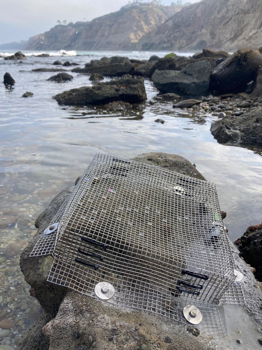 Cascade Sorte (@cascadejbs) on Twitter photo Beautiful morning to deploy #RangeShiftNSF predator cages at La Jolla. Welcome to new lab member Edward Nguyen & thanks to current & past 199 students Kyle Suen & Safa Sherzai. Experiment led by PhD student Ryan Beshai. <a href="/UCIEEB/">UCI Ecology and Evolutionary Biol</a> Beautiful morning to deploy #RangeShiftNSF predator cages at La Jolla. Welcome to new lab member Edward Nguyen & thanks to current & past 199 students Kyle Suen & Safa Sherzai. Experiment led by PhD student Ryan Beshai. <a href="/UCIEEB/">UCI Ecology and Evolutionary Biol</a>