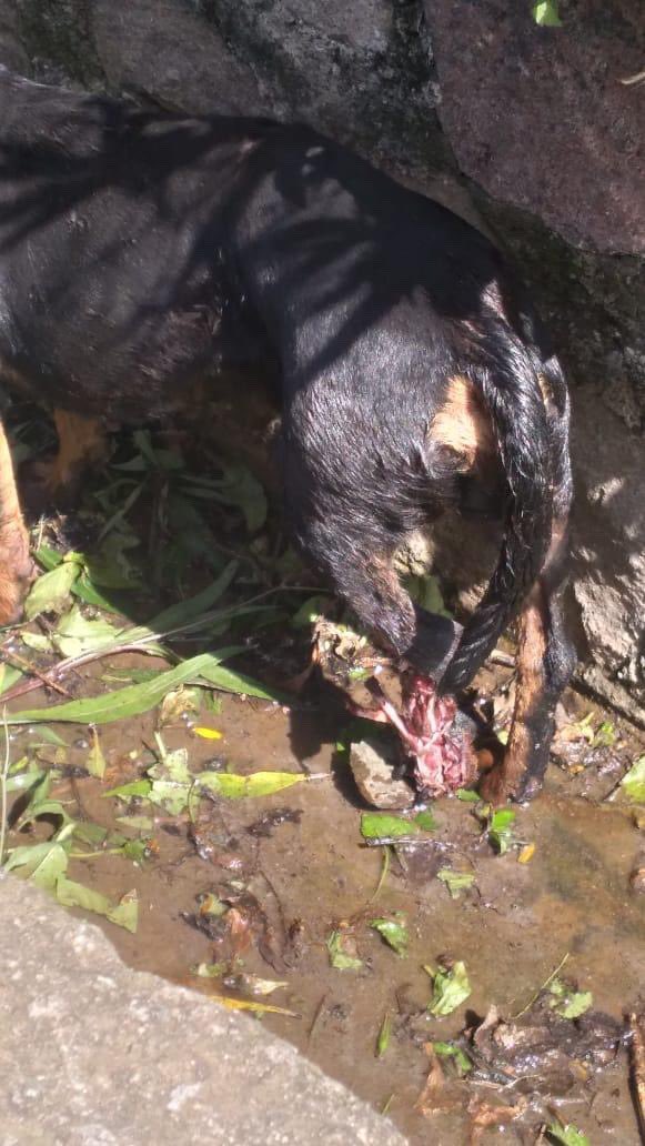 DameTuPatasv's tweet photo. 😭😭😭😭 HUESOS EXPUESTOS, AYUDA EMERGENCIA !! 🆘🆘🆘🆘
AYUDA POR FAVOR !!!!!

Ubicación: Chalchuapa santa Ana cólonia cuzcachapa
Contacto: Le daré el número es el 77858398 https://t.co/fBvQggMJ5s