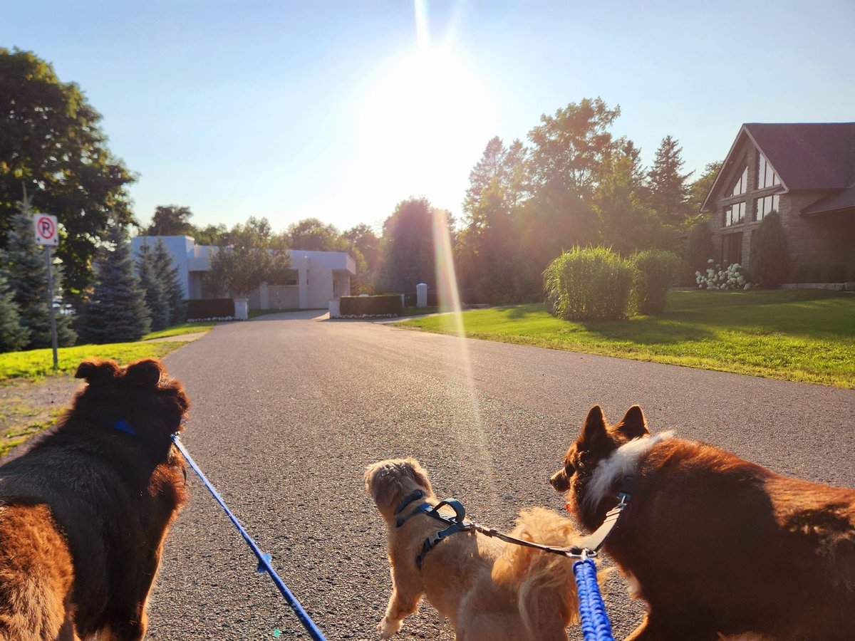 AgilitywAmanda's tweet photo. Love my evening walks with my dogs 🥰

#dogwalkingpov #povwithdogs #dogwalking #walkingdogs #lifewithdogs #livingwithdogs https://t.co/xNFLYq7Jhl