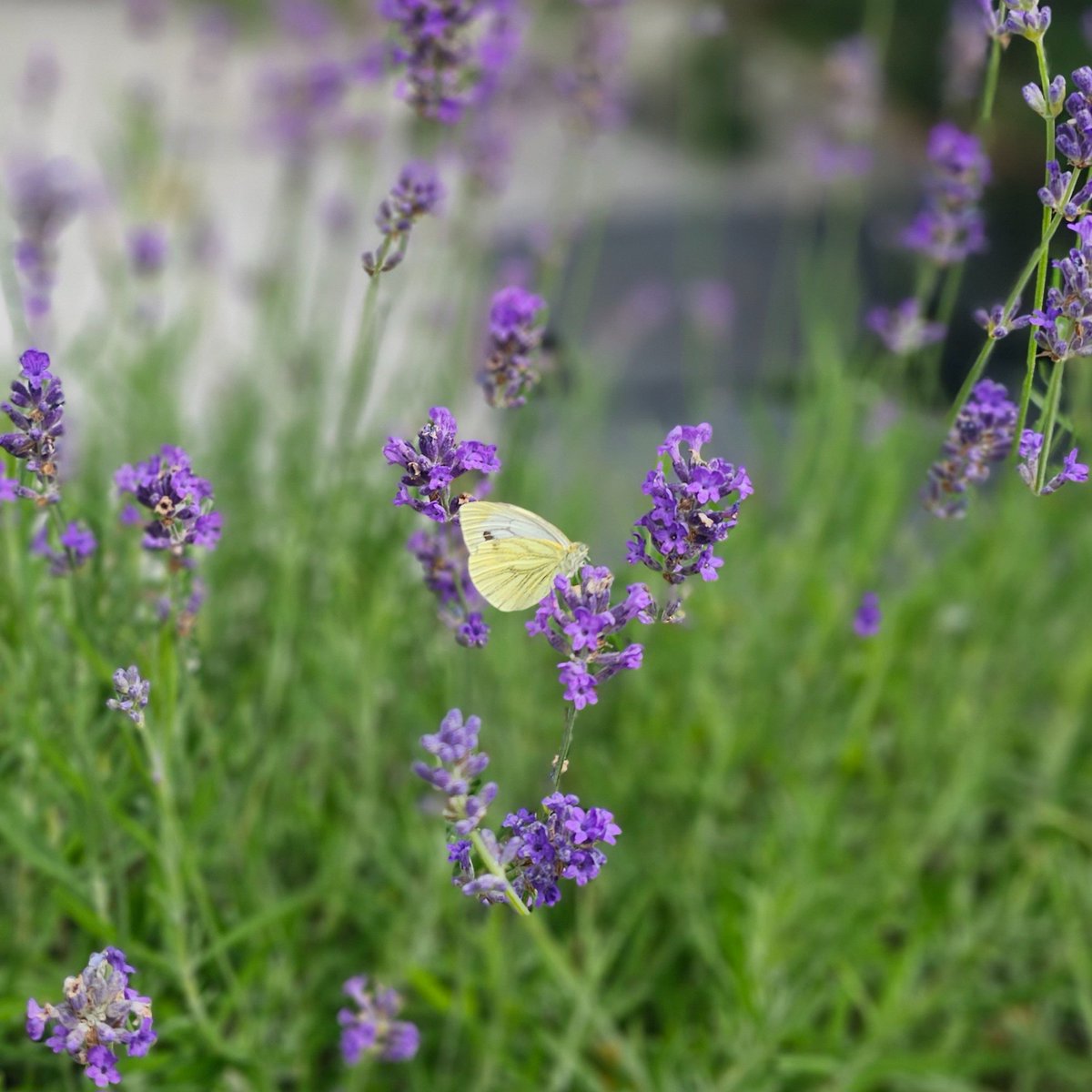 StLukes_Sheff's tweet photo. This afternoon, we've been out in the garden to count butterflies as part of an initiative to find therapy in nature.🦋🍃

#HospiceNatureWatch #BigButterflyCount @HospiceNatWatch @STH4PC https://t.co/b0DIIDWPH0