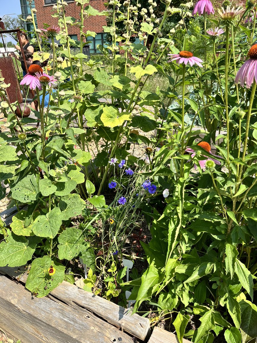 MsWelshNGHS's tweet photo. @NorthGrandHS garden has gone through quite the transformation in the last year. Vegetable, herbs, and even fruits are thriving in the space students have created. #studentcentered #urbangarden https://t.co/41xHmjFN4C