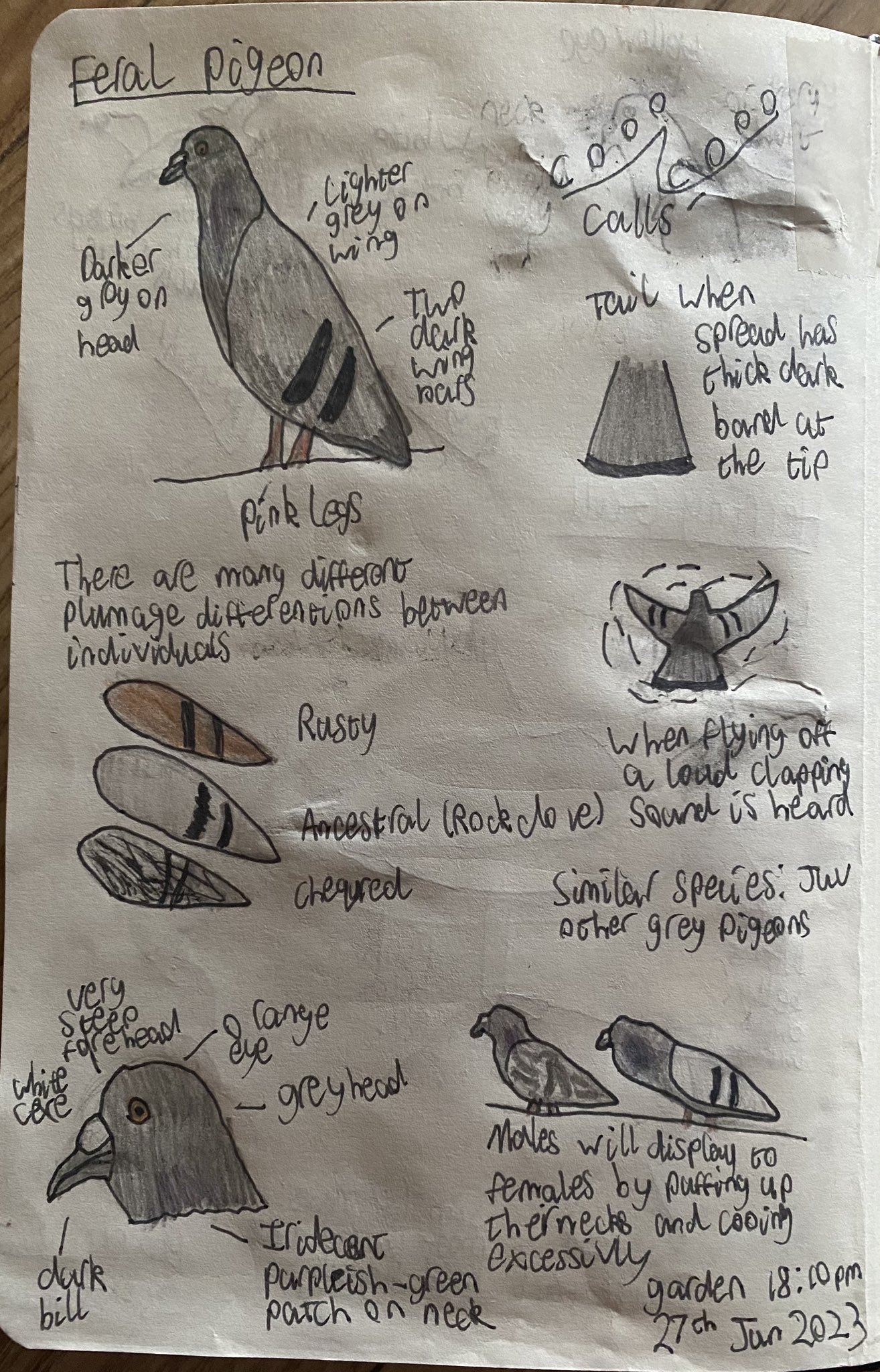 Joshs Wildlife Sightings on X: 