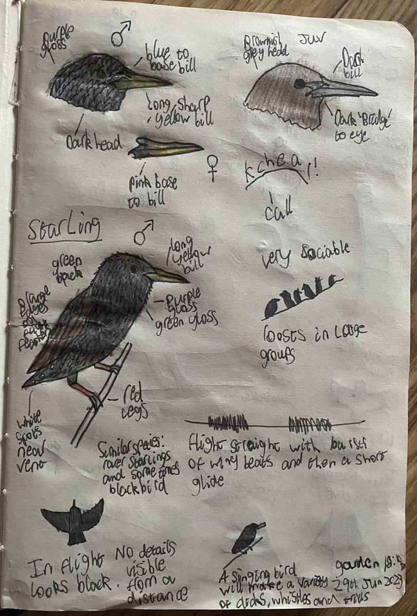 Joshs Wildlife Sightings on X: 