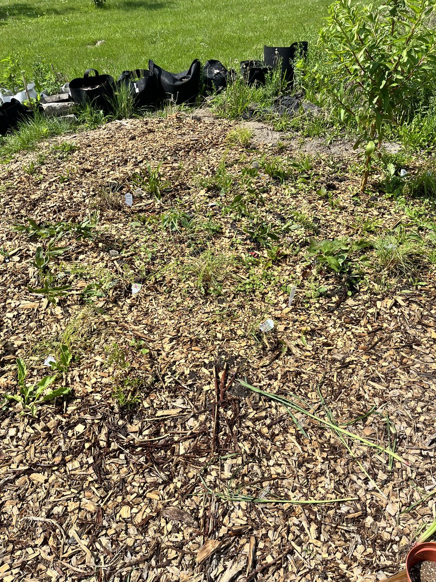 MsWelshNGHS's tweet photo. @NorthGrandHS Garden Club has also planted two native gardens to encourage pollinators and wildlife. https://t.co/OVHdUVEvVQ