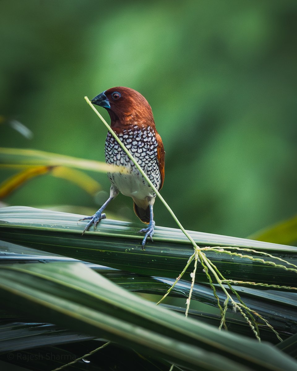 A little scaly-breasted munia holding a big twig.
#BirdTwitter #BirdsOfTwitter #ThePhotoHour #500pxrtg @birdnames_en @IndiAves