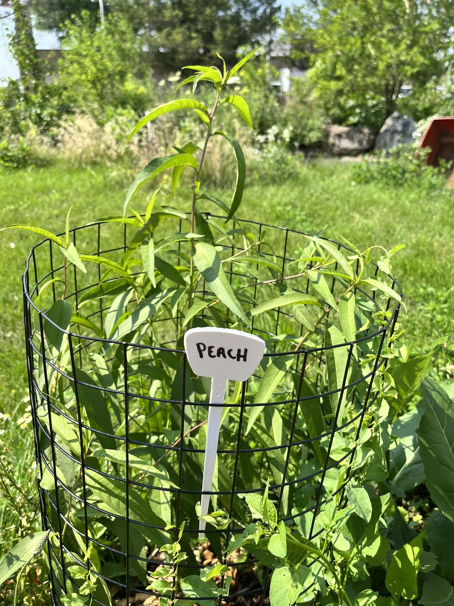 MsWelshNGHS's tweet photo. The @NorthGrandHS community has been a tremendous support on our garden venture. Parents and community members have donated time, a peach tree, and seeds. Our Saturday @CAPEChicago community garden club is thriving. https://t.co/oNSxEJBNmI