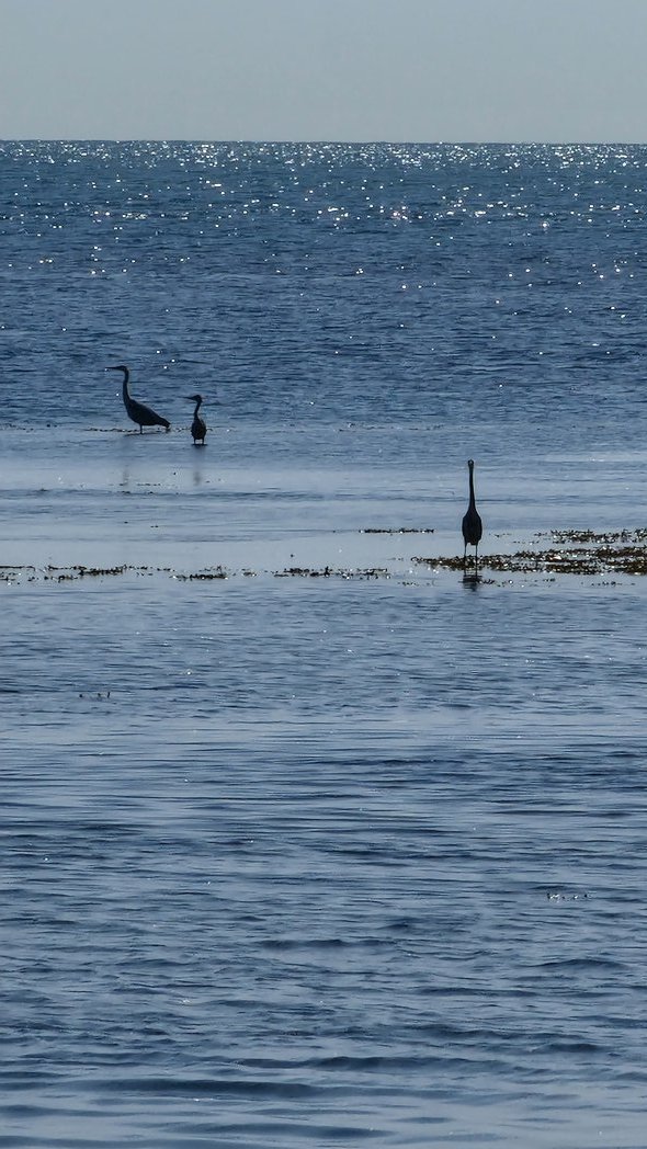 pickingill's tweet photo. Herons on the shore #bembridge #isleofwight https://t.co/jiv9MDdKAh