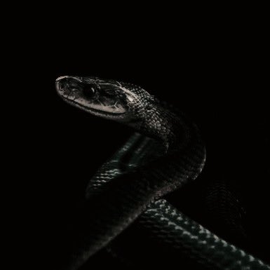 siilverserpent's tweet image. 