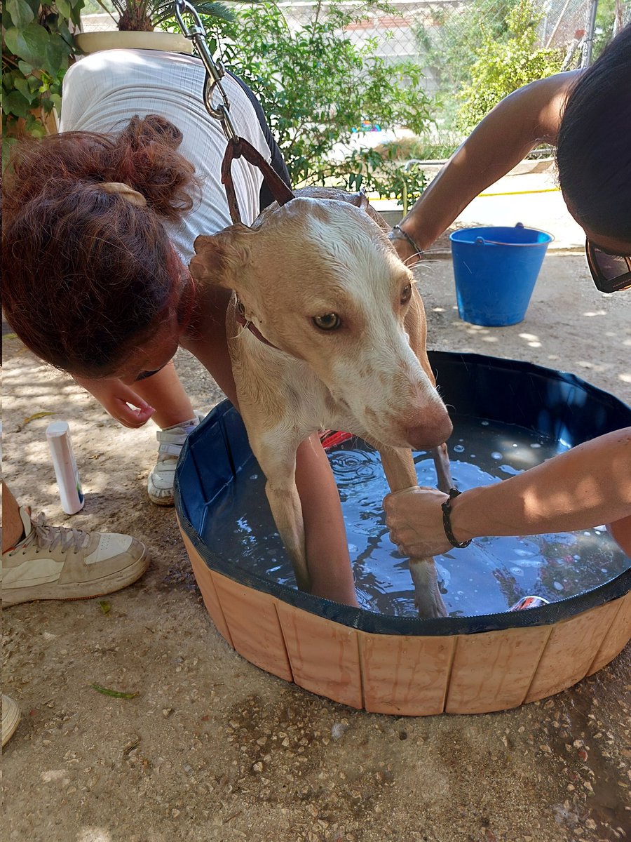 huellassalvadas's tweet photo. Raluco ha vuelto a vivir en un jaula😢después de estar en una casa de acogida.(por motivos ajenos a él)
Este finde se puso asi de guapetón esperando encontrar su verdadero hogar..
Nos ayudas?
#podenco #adopcionresponsable #alicante #elche #AdoptaNoCompres #perromolon https://t.co/JVP8Du8fgI