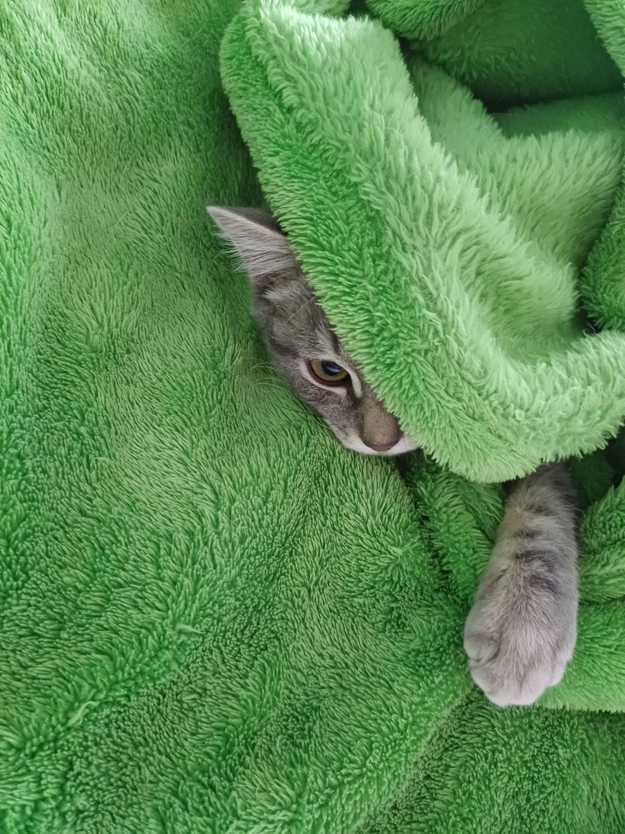 boggles_mind's tweet photo. @rickygervais Meet ADee the Assassin https://t.co/RMKytZitHL