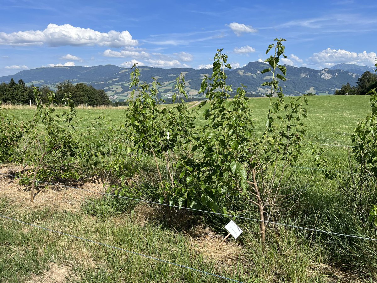 PierreMariotte's tweet photo. Fodder trees are growing well in our #AgroForageTreeProject βοΈπ³πΏπ @agroscope @epfl #agroforestry #forageproduction #agroecology #droughtadaptation https://t.co/7aDPsiqj3U