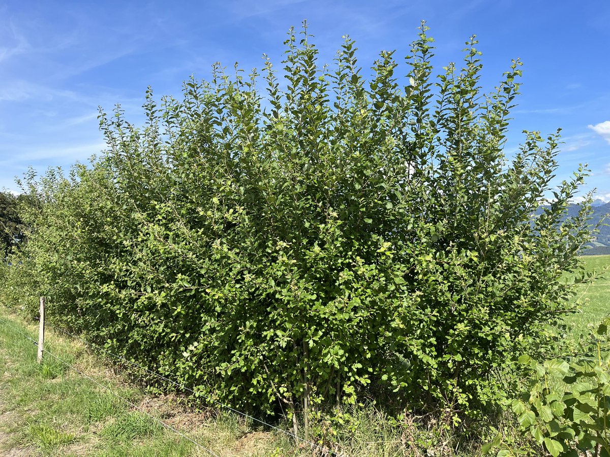 PierreMariotte's tweet photo. Fodder trees are growing well in our #AgroForageTreeProject βοΈπ³πΏπ @agroscope @epfl #agroforestry #forageproduction #agroecology #droughtadaptation https://t.co/7aDPsiqj3U