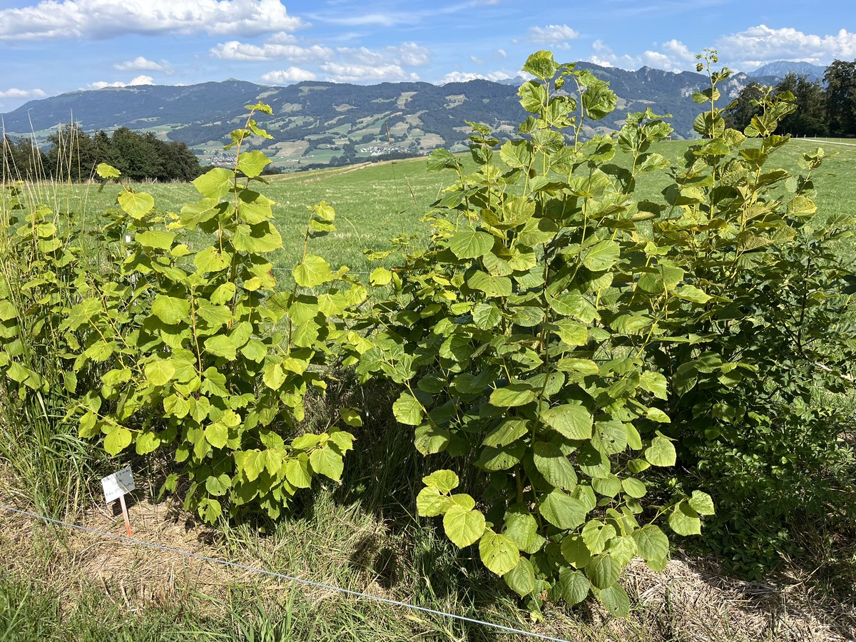 PierreMariotte's tweet photo. Fodder trees are growing well in our #AgroForageTreeProject βοΈπ³πΏπ @agroscope @epfl #agroforestry #forageproduction #agroecology #droughtadaptation https://t.co/7aDPsiqj3U