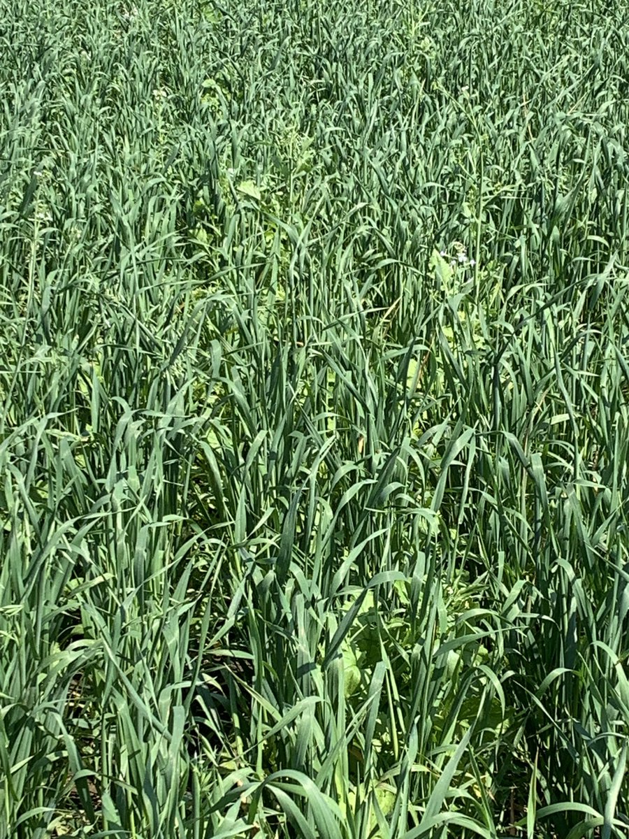 Speare Seeds (@speareseeds) on Twitter photo <a href="/speareseeds/">Speare Seeds</a> #sssupremeNboost #covercrop <a href="/KevinAitken3/">Kevin Aitken</a> <a href="/LawrenceLevesq3/">Lawrence Levesque</a> <a href="/BrandyMcCarey/">Brandy</a> <a href="/BrentCorriganSS/">Brent Corrigan</a> #lookinggood <a href="/speareseeds/">Speare Seeds</a> #sssupremeNboost #covercrop <a href="/KevinAitken3/">Kevin Aitken</a> <a href="/LawrenceLevesq3/">Lawrence Levesque</a> <a href="/BrandyMcCarey/">Brandy</a> <a href="/BrentCorriganSS/">Brent Corrigan</a> #lookinggood