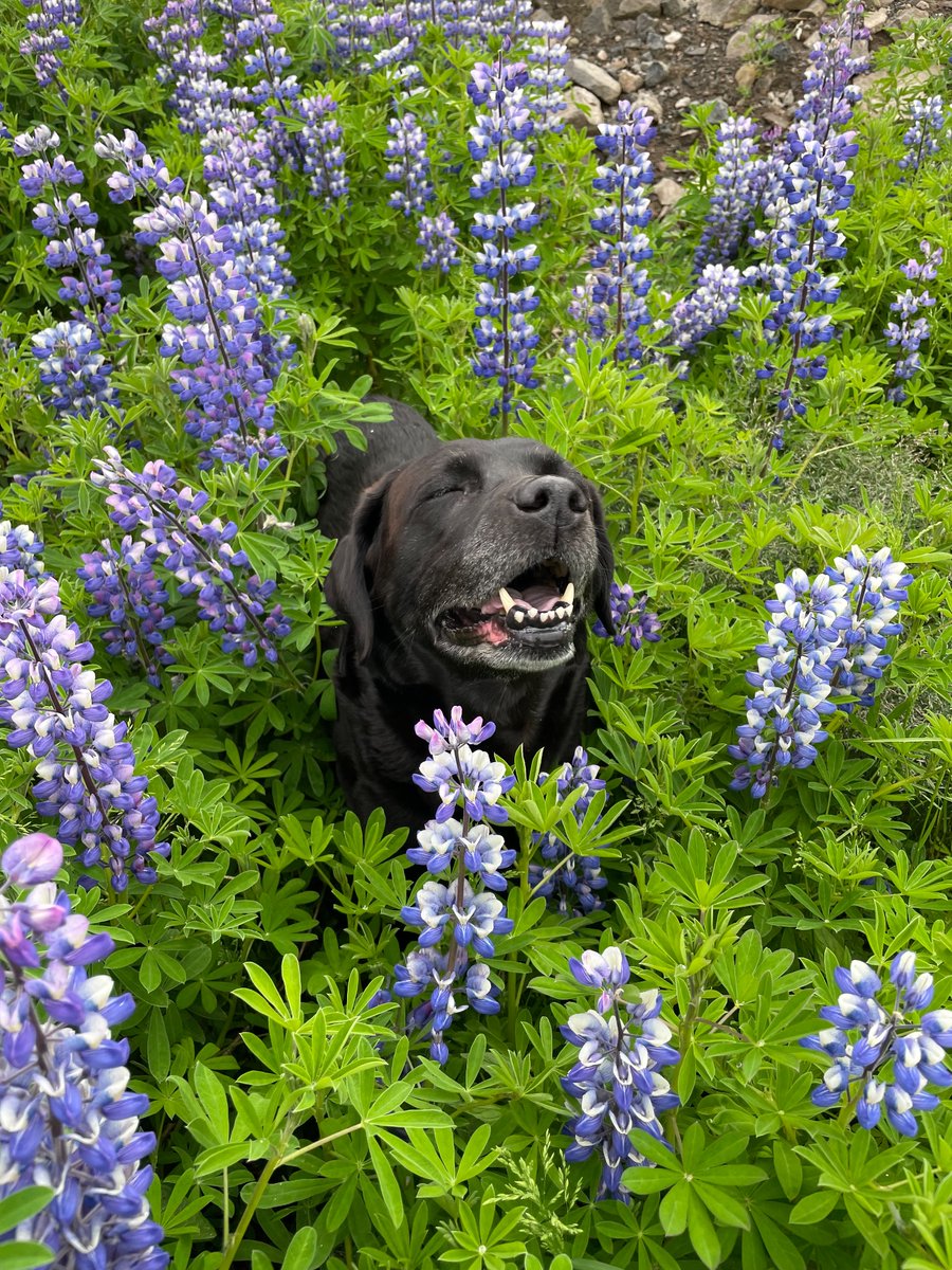 Alltaf jafn sárt að missa besta fjölskylduvininn 😭. Elsku besta Nala okkar, takk fyrir allar yndislegu hlýju minningarnar, göngutúrana og kúrið. Þú varst langbest og við elskum þig endalaust 💔