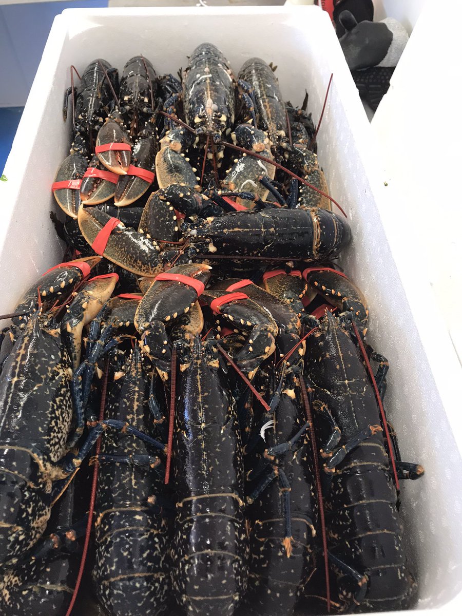 NewlynFishing's tweet photo. @cornish_lobster @CornwallIFCA Wouldn’t have expected any different outcome Skipper!! 👍….. #FreshCornishShellfish https://t.co/EZBkPB5YMb
