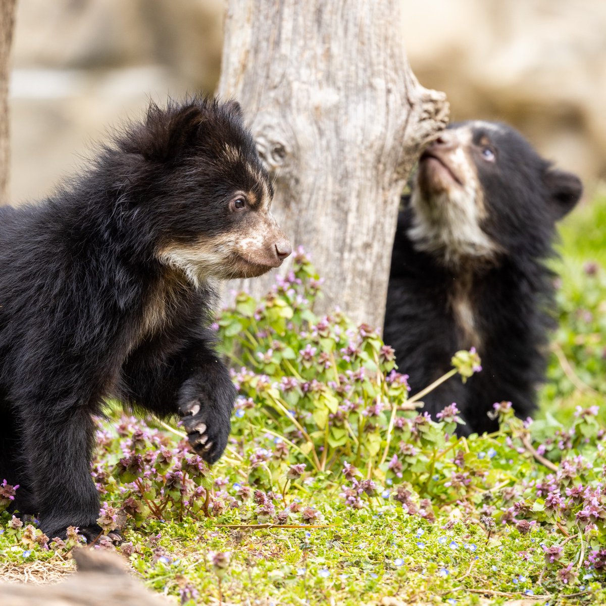 This past year, our Great Cats and Kids' Farm teams mourned the loss of some beloved Zoo family members: Hereford Rose and African lions Luke + Naba. But the team's solidarity also brought about one of their happiest accomplishments: Andean bear cubs Ian + Sean. #NZKW2023