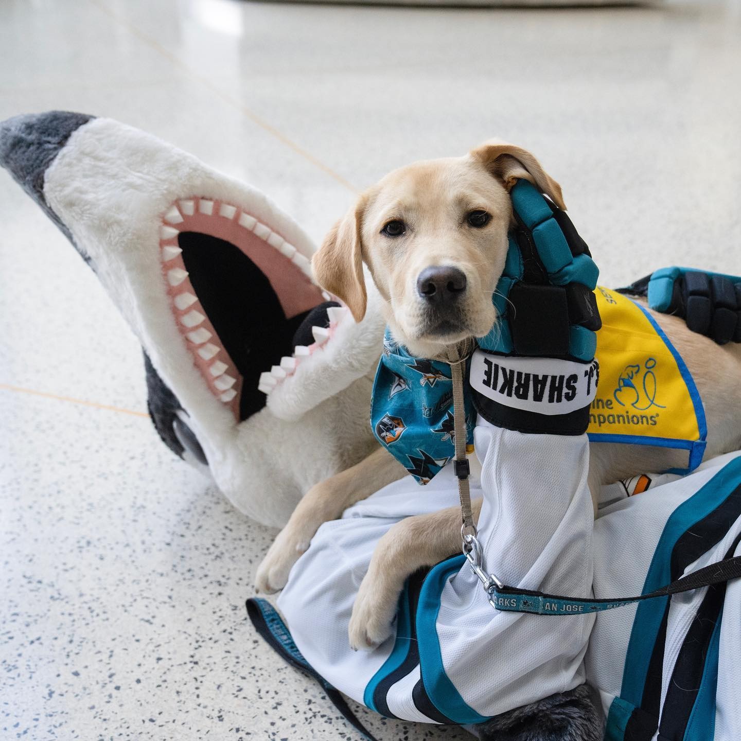 San Jose Sharks Dog Jersey Large