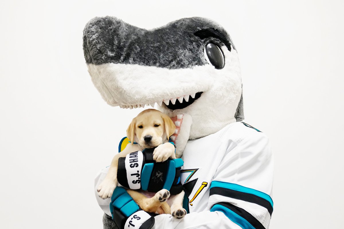 Canine Companions® tweet media