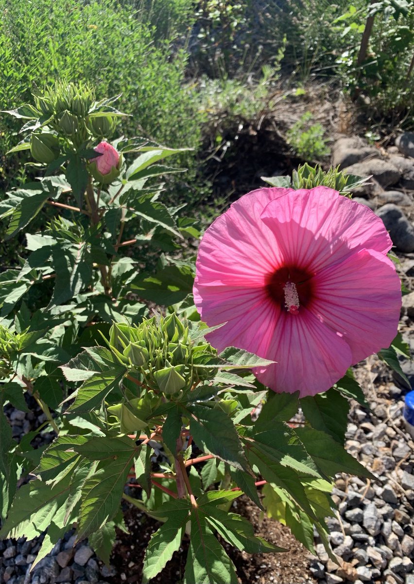 Tracy Raivio tweet media