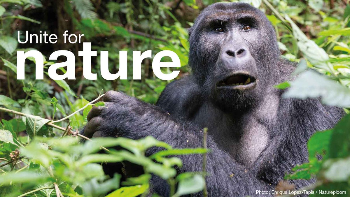 IUCN's tweet photo. Discover the latest global #conservation initiatives, success stories, and collaborative solutions in our new magazine, Unite for Nature.

https://t.co/PPcLlaiCa7 

#UniteForNature https://t.co/5wukgWey8p