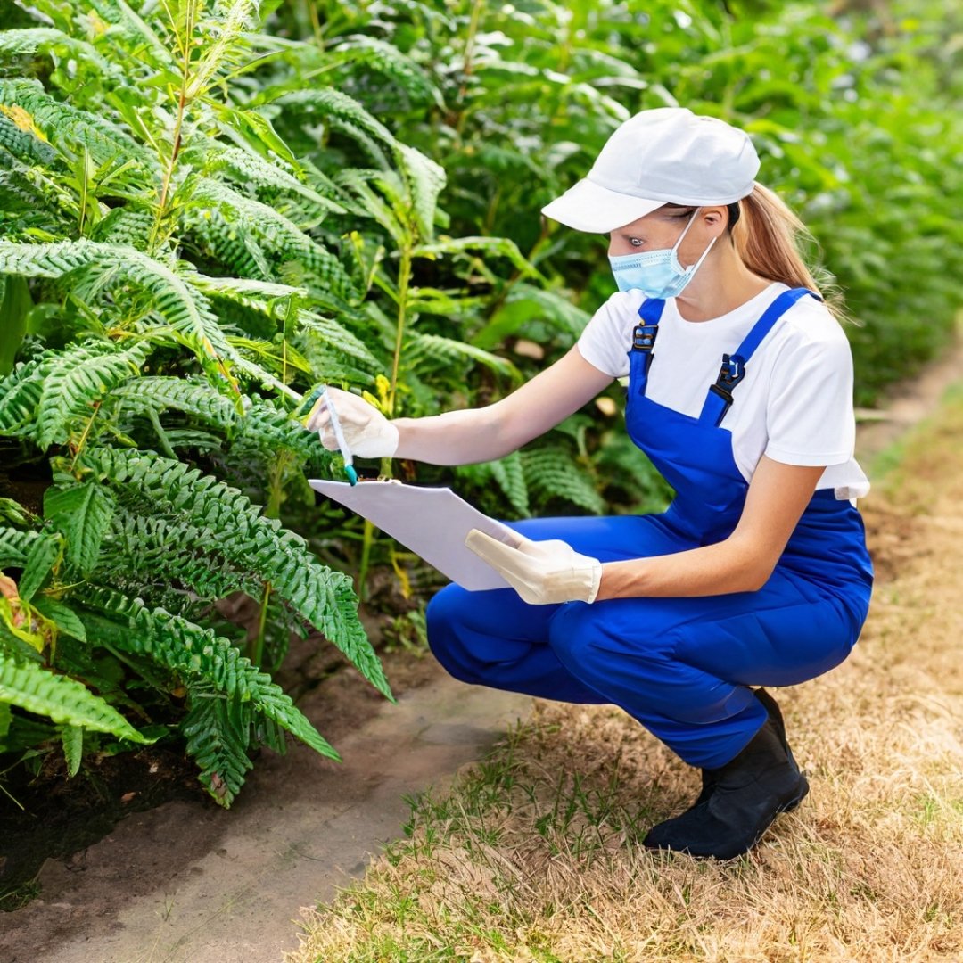 knotweedkillers's tweet photo. Knotweed Killers is here to educate and tackle the menace of knotweed! Visit https://t.co/C35FlQYpZe to learn more about our services in Ireland, including County Kildare. Let's protect our environment, property values, and development projects together! #KnotweedKillers https://t.co/I42wnJZDmA