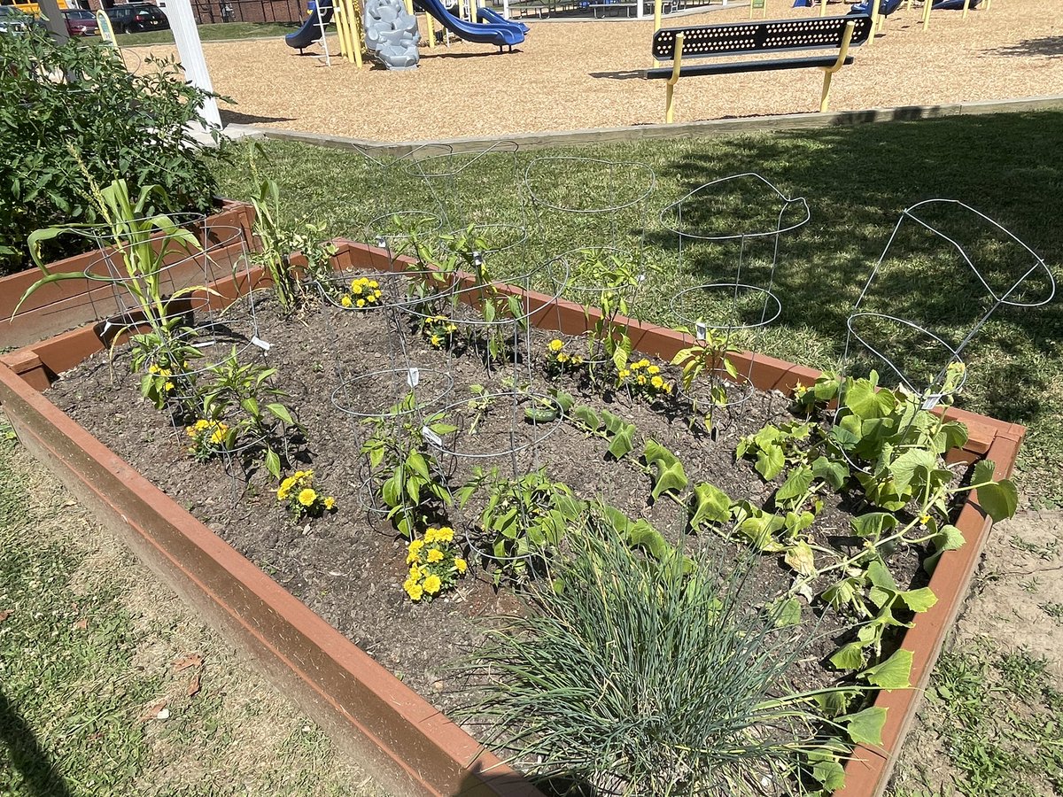 MrsMooney4th's tweet photo. Our school garden is growing well! We have our first sunflower, along with some fresh veggies! Come on down to see when you visit the playground! @AldenIntSchool https://t.co/AqnoKorYCK