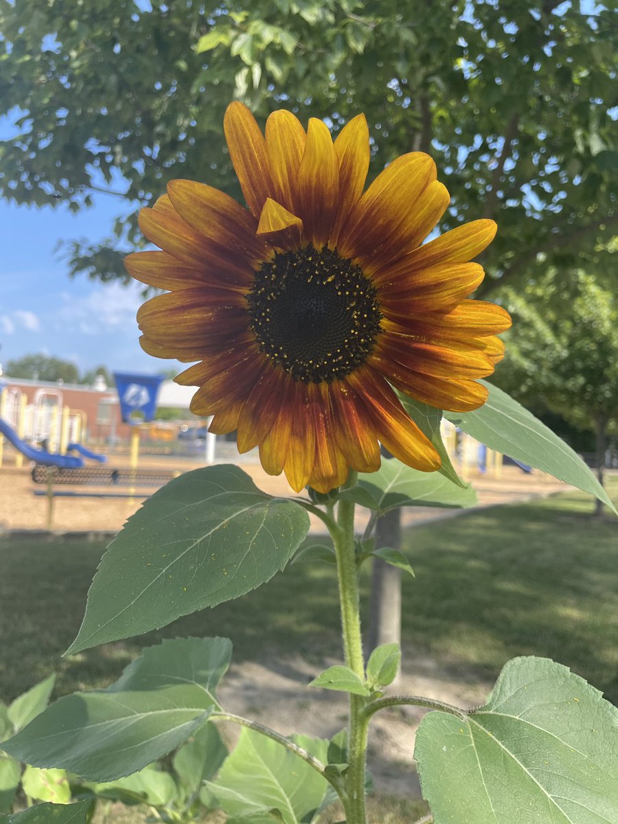 MrsMooney4th's tweet photo. Our school garden is growing well! We have our first sunflower, along with some fresh veggies! Come on down to see when you visit the playground! @AldenIntSchool https://t.co/AqnoKorYCK