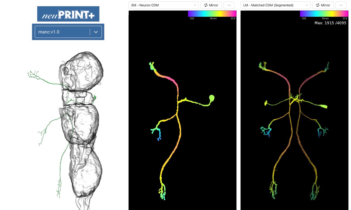 We're pleased to announce that VNC matches for FlyEM's recently completed male adult nerve cord (MANC) data set are now available on NeuronBridge: neuronbridge.janelia.org