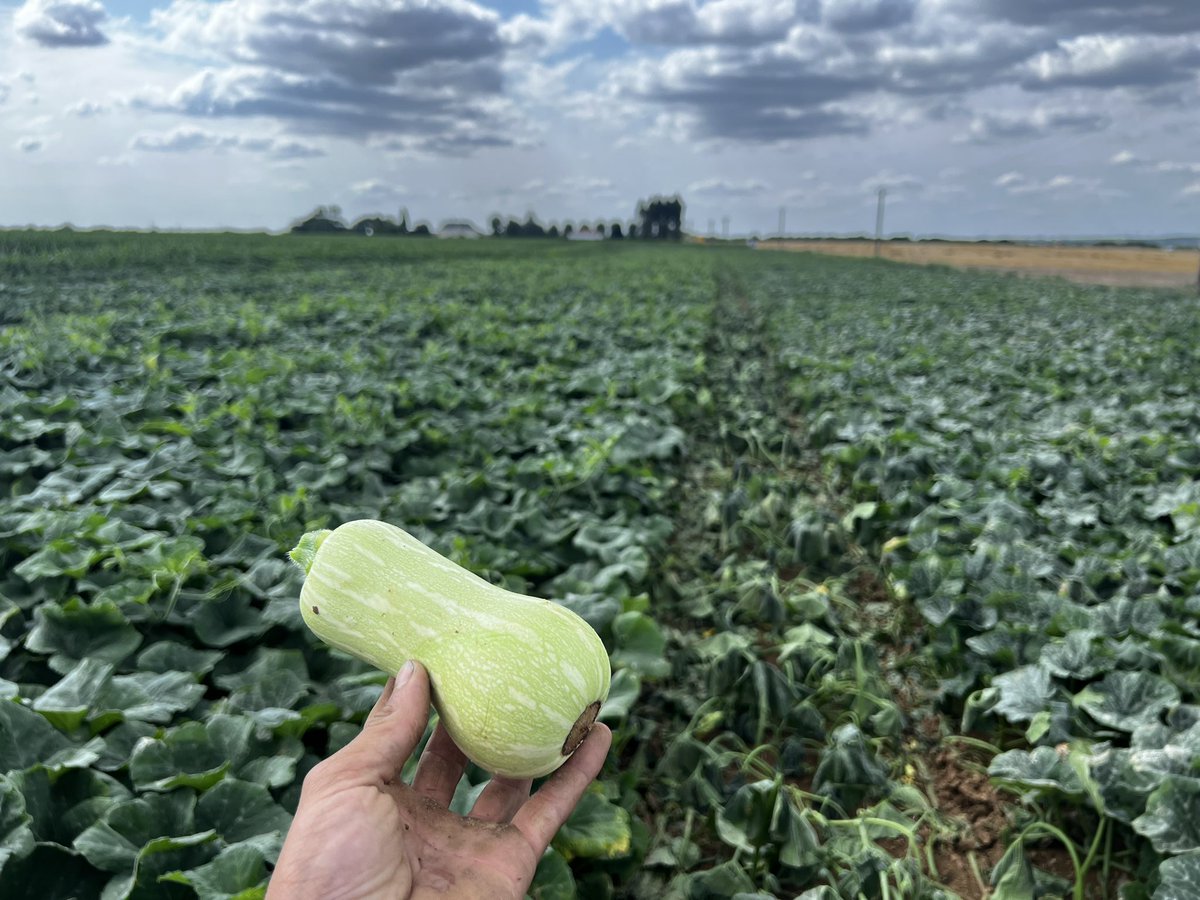 GautreauMaxime's tweet photo. Pour avoir une #traçabilité impeccable du lot de #semence au consommateur final je passe un outil pour couper les courants des #potimarrons et #butternuts entre caque variété. (Ils peuvent faire plus de 7m et mélanger les variétés entre elles à la récolte) #legumes https://t.co/HwXKuUpt0E