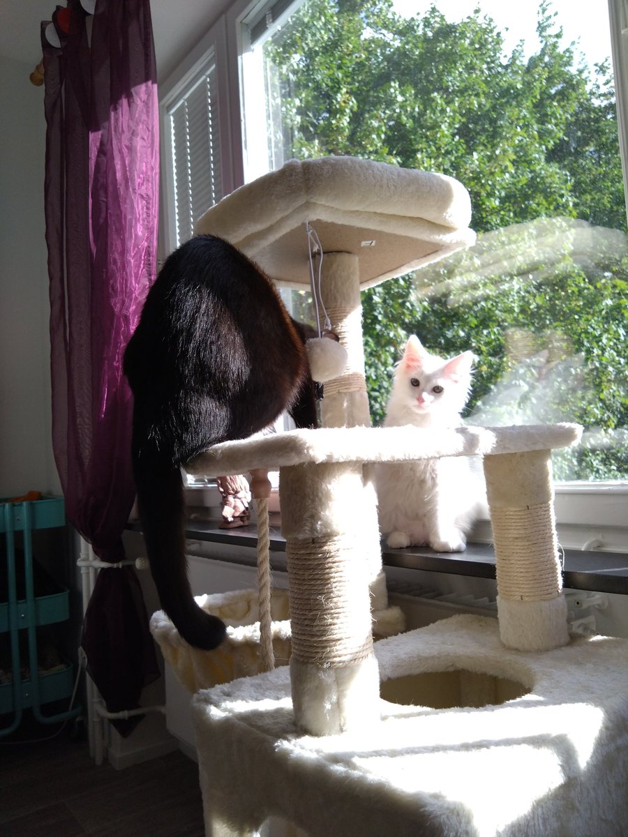 TheLocalSperg's tweet photo. The new kitten is here! Welcome to the family, Måsen :D https://t.co/igZcCvDoTW