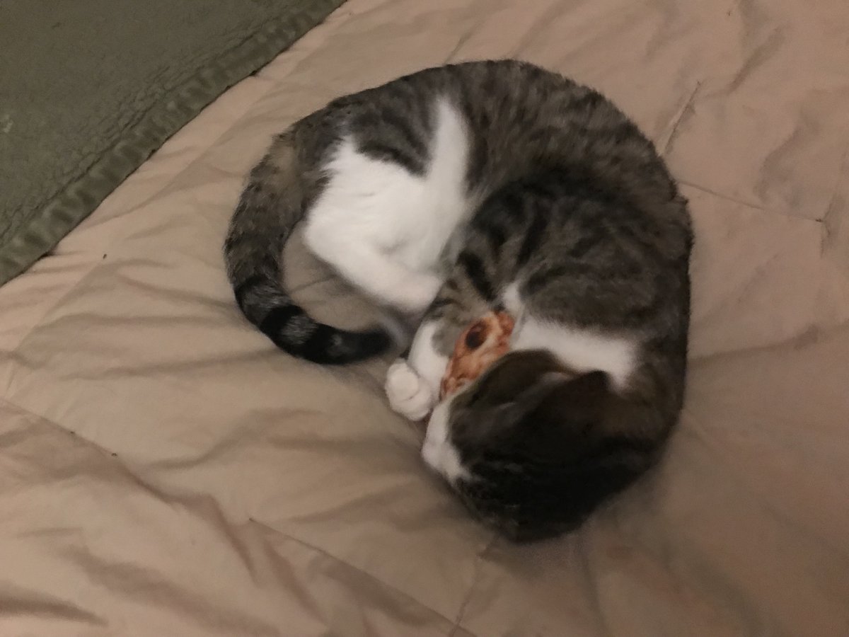 BooCatDaily's tweet photo. In today's Daily Boo, COOOOOKIE. @meowijuanaville #CatsOfTwitter #TinyTiger #ThisIsMINE https://t.co/JLn64gCYUV