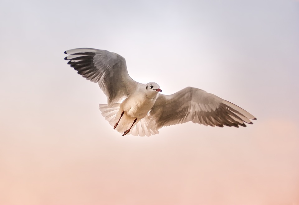 Today I go deep within and I imagine diving deep off the edge of what I have known.  I respond to the call of my best and highest life.  I leap! I fly!#MedicalMoguls#MMA19@DrDraiOBGYN