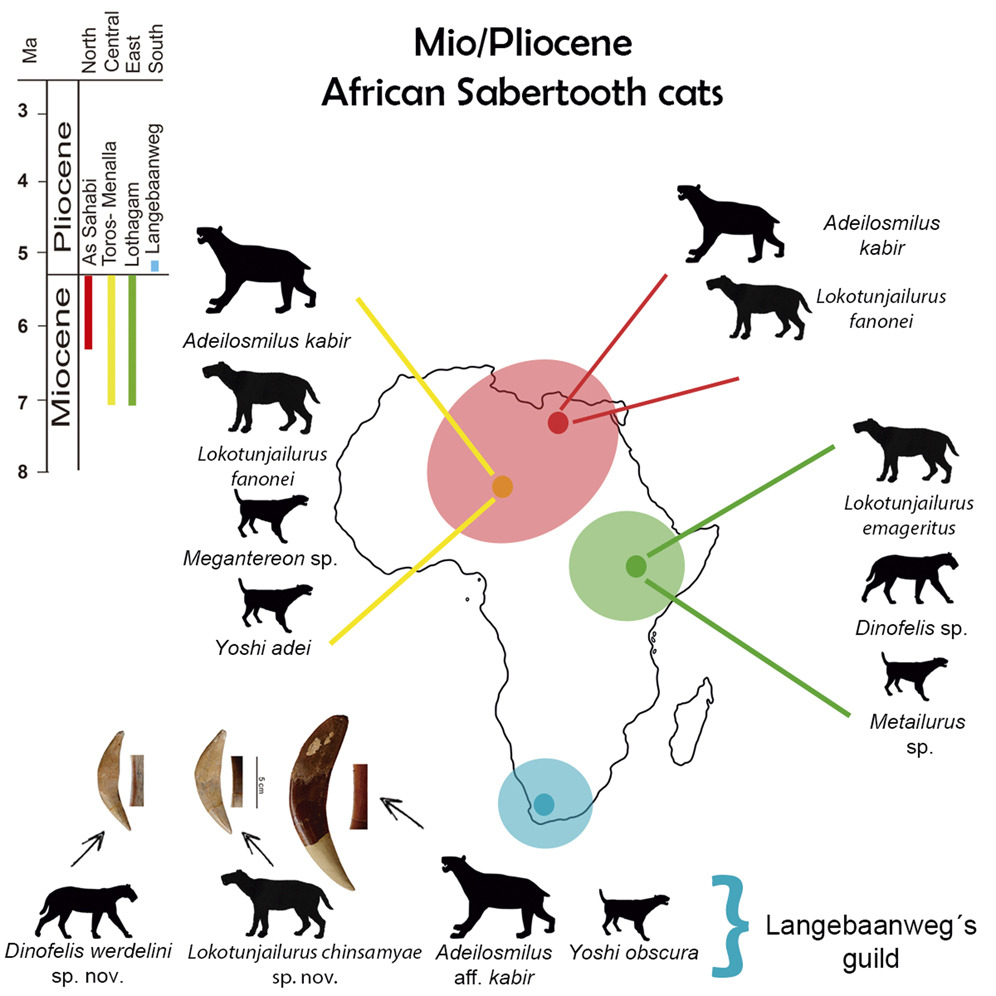 PaleoAlbertoValenciano (@paleo_alberto) on Twitter photo cell.com/iscience/fullt… Breaking news! 🐯🦴🦷🧛♂️ Our research on new sabertooth felid from South Africa 🇿🇦(5 million years old) is published in <a href="/iScience_CP/">iScience journal</a>! Hope you like it. <a href="/geologicasUCM/">Facultad de Ciencias Geológicas</a> <a href="/ucc_complutense/">Unidad de Cultura Científica UCM</a> <a href="/Iziko_Museums/">Iziko_Museums</a> <a href="/ICP_MCrusafont/">Institut Català de Paleontologia Miquel Crusafont</a> <a href="/UV_EG/">Universitat València</a> #ivpp #vertebratepaleontology cell.com/iscience/fullt… Breaking news! 🐯🦴🦷🧛♂️ Our research on new sabertooth felid from South Africa 🇿🇦(5 million years old) is published in <a href="/iScience_CP/">iScience journal</a>! Hope you like it. <a href="/geologicasUCM/">Facultad de Ciencias Geológicas</a> <a href="/ucc_complutense/">Unidad de Cultura Científica UCM</a> <a href="/Iziko_Museums/">Iziko_Museums</a> <a href="/ICP_MCrusafont/">Institut Català de Paleontologia Miquel Crusafont</a> <a href="/UV_EG/">Universitat València</a> #ivpp #vertebratepaleontology
