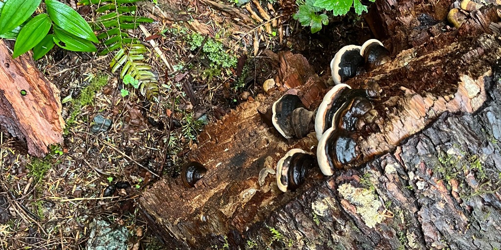 King County Parks tweet media